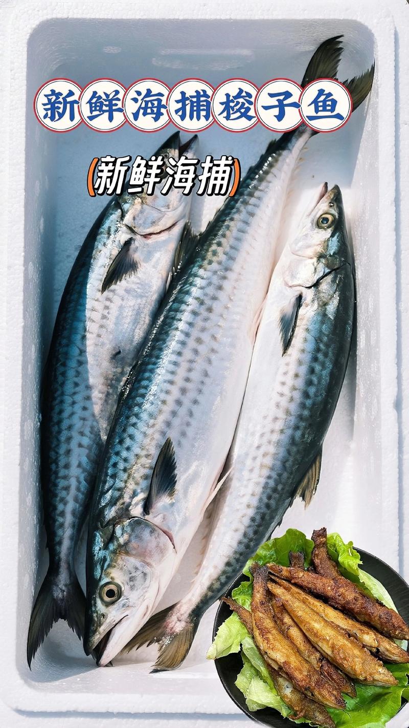 大梭子魚營養價值 香煎大梭子魚做法 清蒸大梭子魚食譜_梭子魚的資料