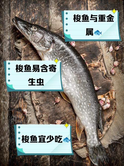 大梭子魚的營養價值、烹飪方法及身體特征介紹