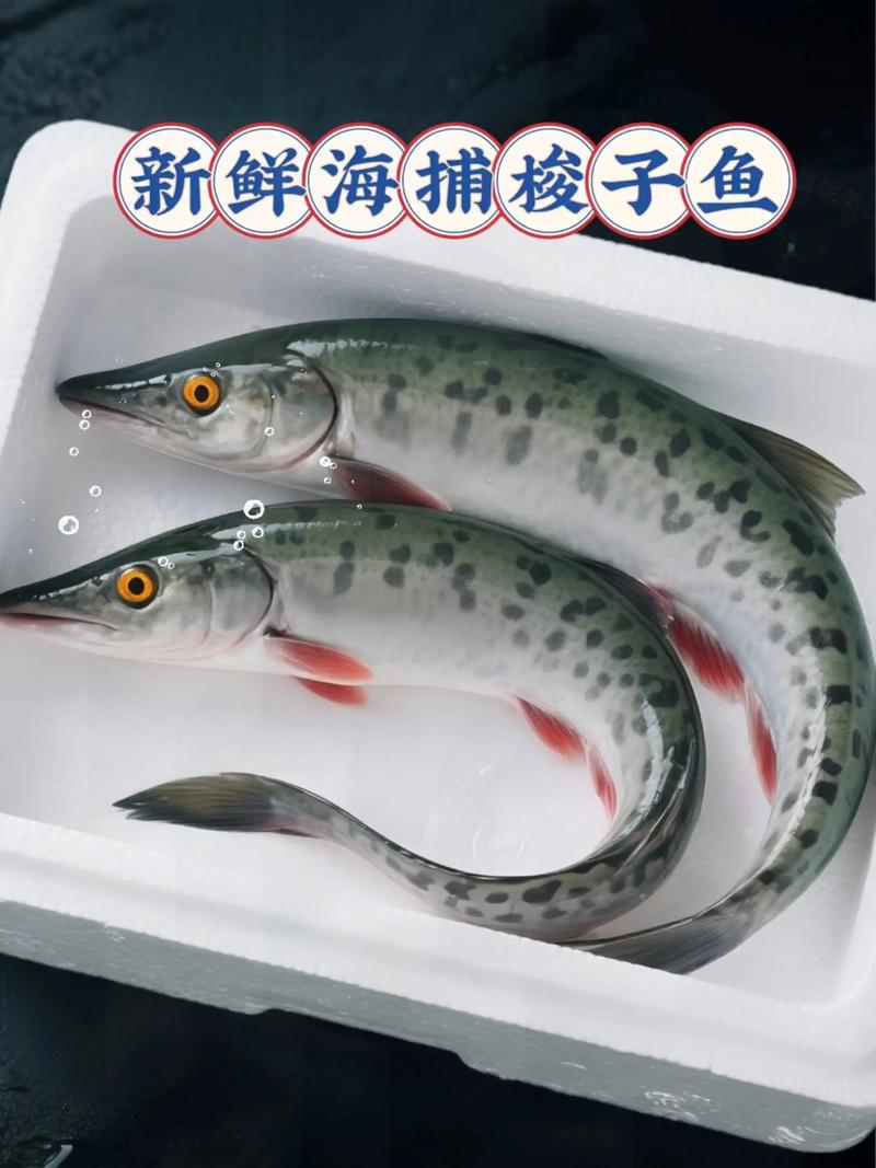 梭子魚的資料_大梭子魚營養價值 香煎大梭子魚做法 清蒸大梭子魚食譜