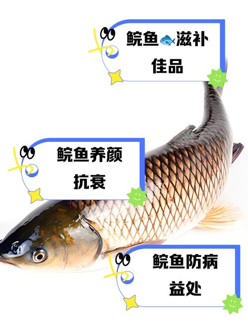 鯽魚營養功效_鯽魚和鯉魚的區別圖片_鯽魚食療作用