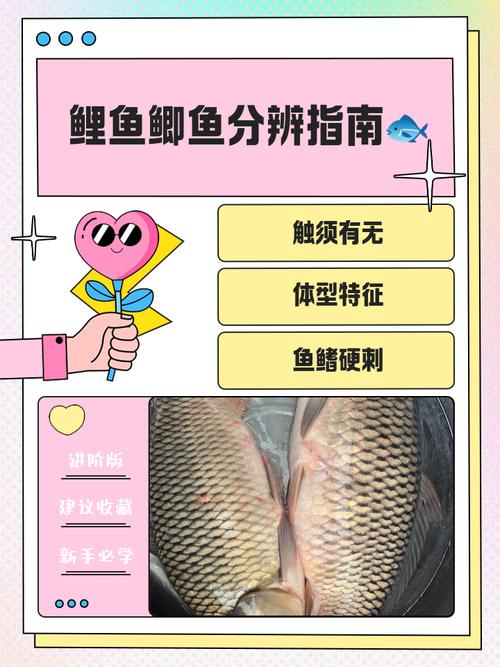 鯽魚和鯉魚的區別圖片_鯽魚鯉魚營養價值比較 鯽魚鯉魚食用禁忌 鯽魚鯉魚藥用價值