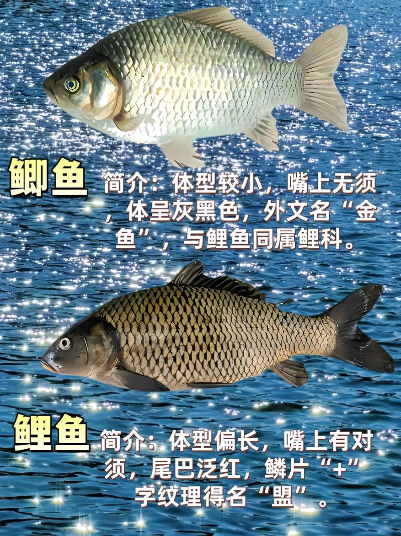 鯽魚和鯉魚的區別圖片_鯽魚鯉魚營養價值比較 鯽魚鯉魚食用禁忌 鯽魚鯉魚藥用價值