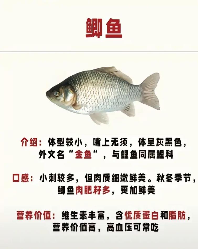 鯽魚和鯉魚的區別圖片_鯽魚鯉魚營養價值比較 鯽魚鯉魚食用禁忌 鯽魚鯉魚藥用價值