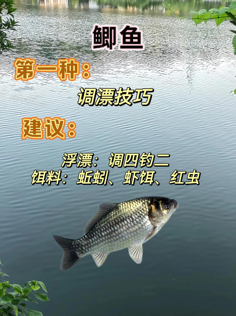 秋季是釣鯉魚的好季節要掌握技巧必看_釣位選擇鯉魚攻略_秋季釣鯉魚技巧