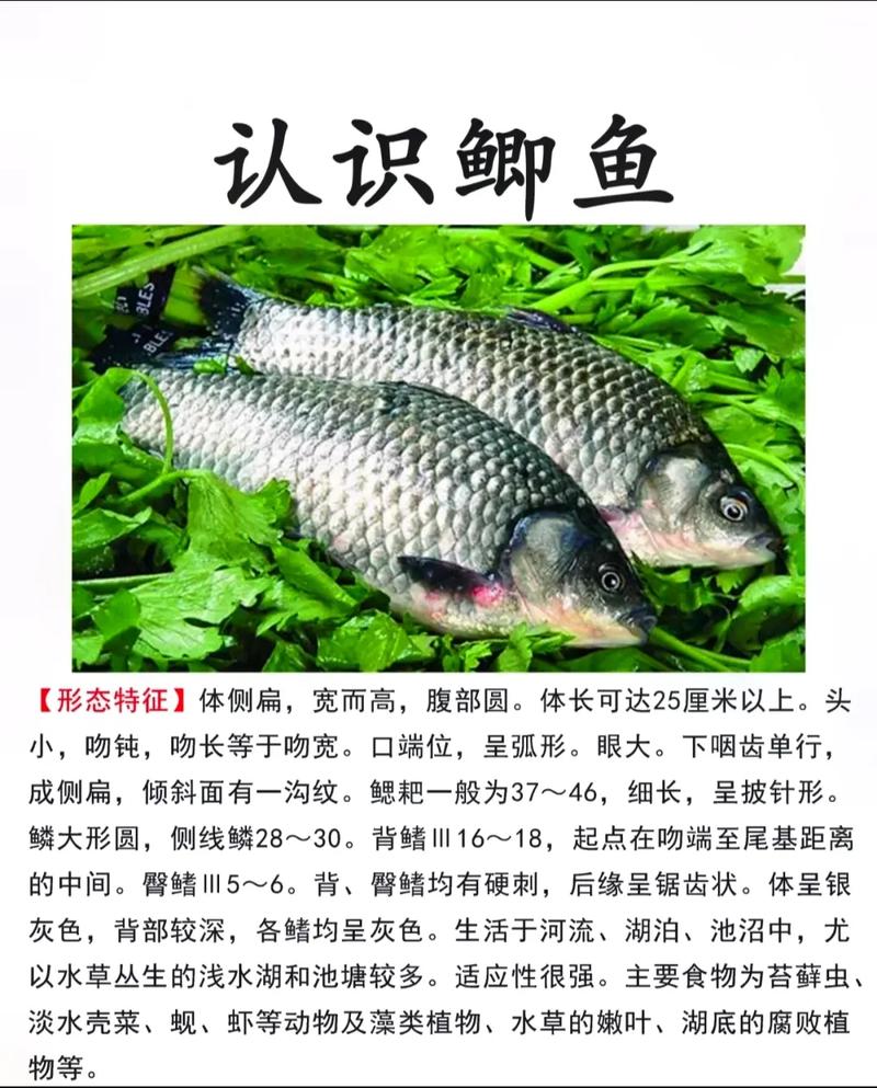 鯽魚性味歸經_鯽魚長什么樣子圖片_鯽魚功效與作用