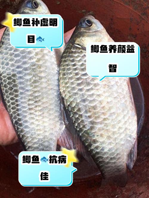 鯽魚性味歸經_鯽魚長什么樣子圖片_鯽魚功效與作用