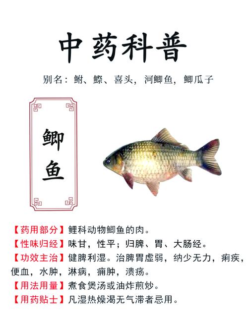 鯽魚性味歸經_鯽魚長什么樣子圖片_鯽魚功效與作用