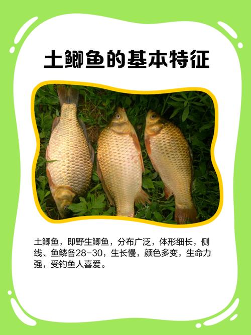 鯽魚功效作用_野生鯽魚特點_鯽魚長什么樣子圖片