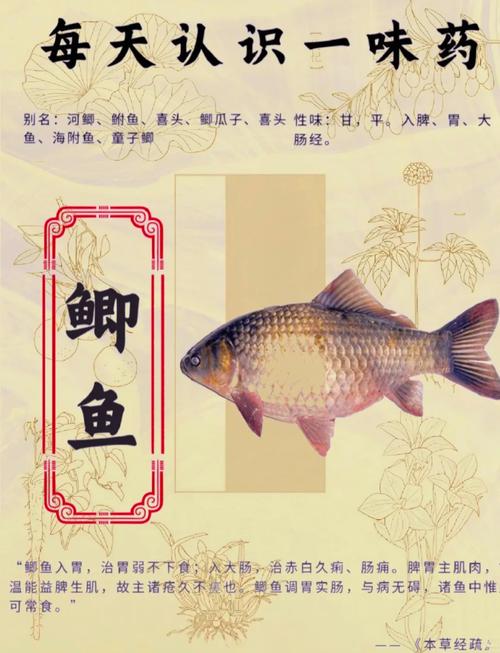 鯽魚食療好處_家常鯽魚_春季鯽魚養生