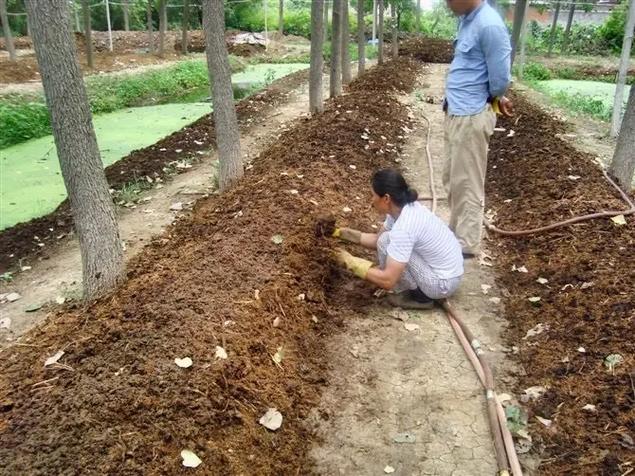 蚯蚓養殖基地建設_家庭蚯蚓養殖技術_殘疾人蚯蚓養殖技術
