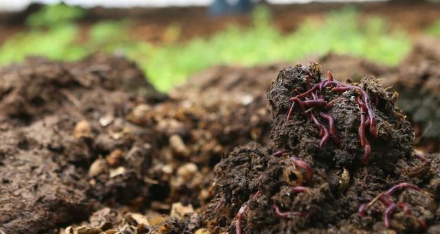 蚯蚓養殖技術_家庭蚯蚓養殖技術_牛糞養蚯蚓