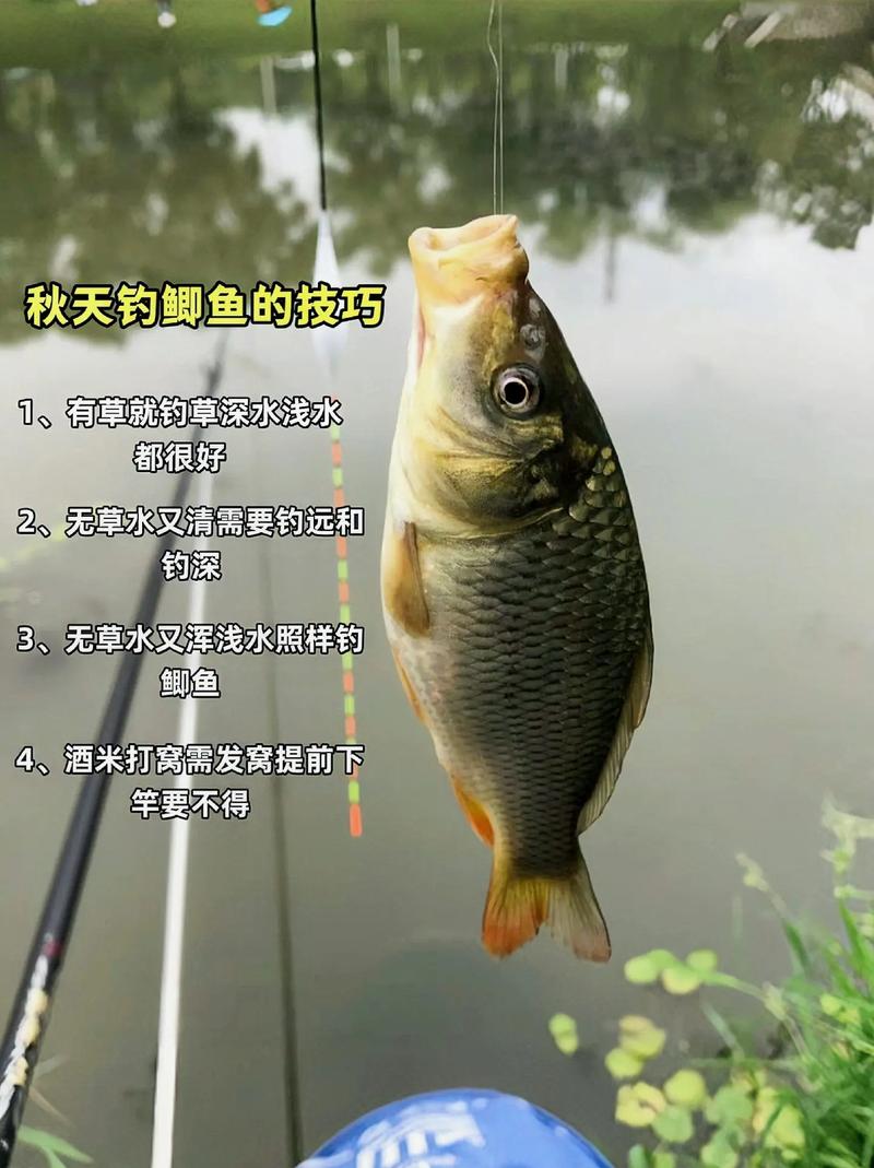 釣鯉魚技巧_流動河水釣鯉魚_秋天做釣鯉魚個人經驗心得分享必看