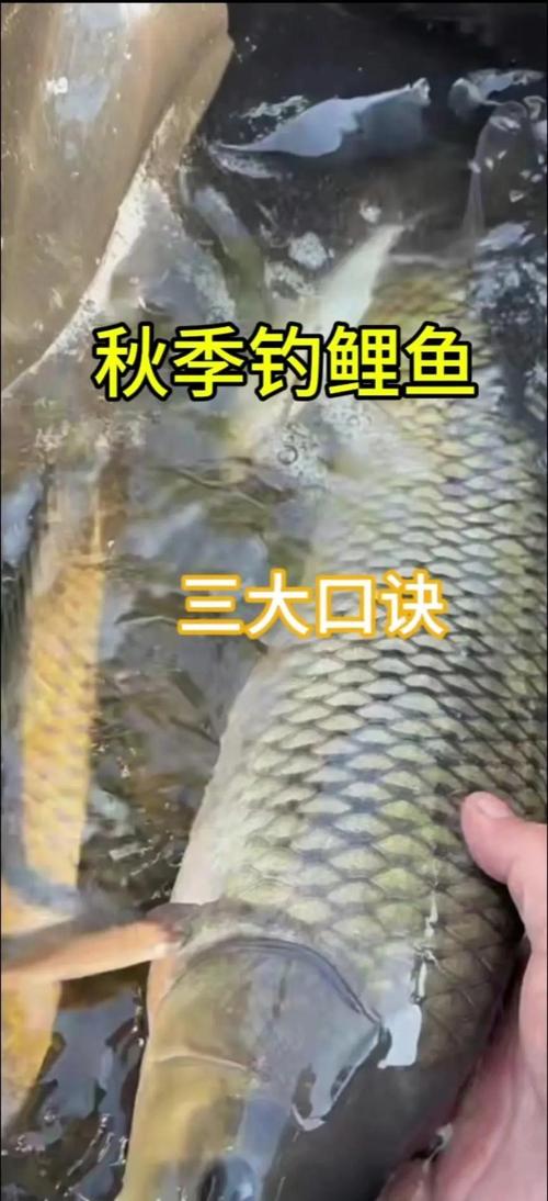 流動河水釣鯉魚_秋天做釣鯉魚個人經驗心得分享必看_釣鯉魚技巧