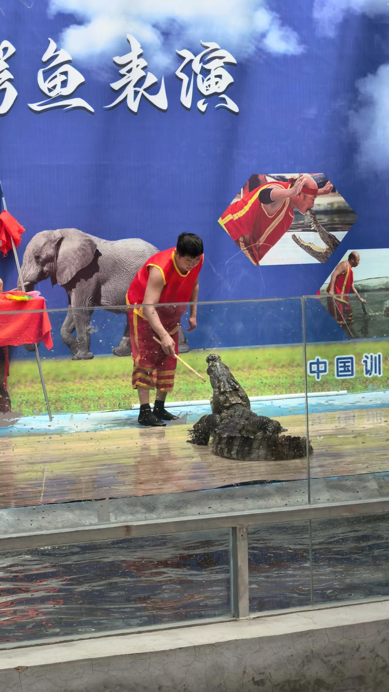 泰國巨型鱷魚_泰國鱷魚養殖場現狀_泰國人工飼養鱷魚