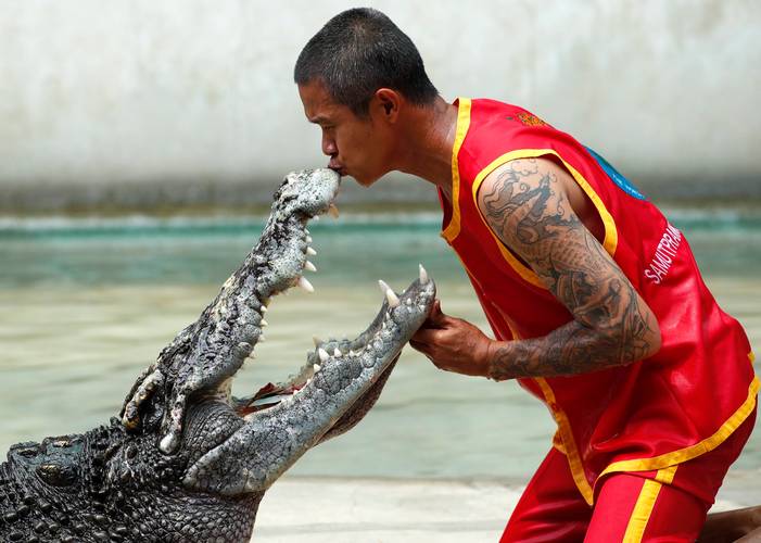 泰國人工飼養鱷魚_泰國鱷魚養殖場現狀_泰國巨型鱷魚