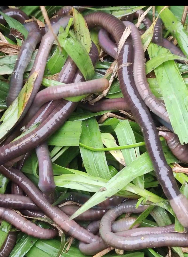 蚯蚓萬能餌使用技巧_蚯蚓_蚯蚓釣魚必看_蚯蚓釣餌特點