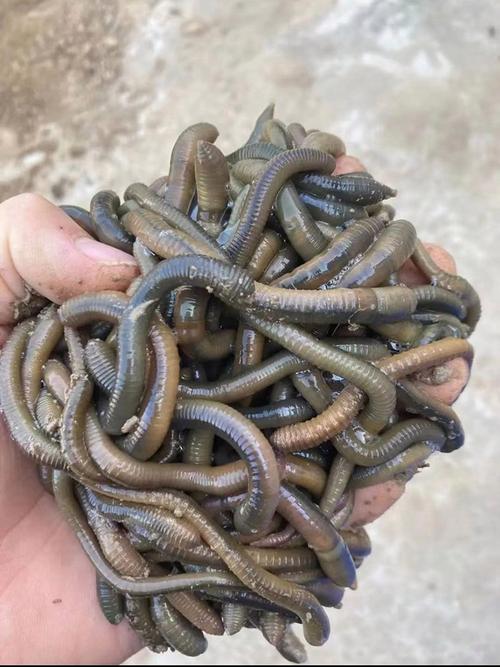 蚯蚓_蚯蚓釣魚必看_蚯蚓萬能餌使用技巧_蚯蚓釣餌特點