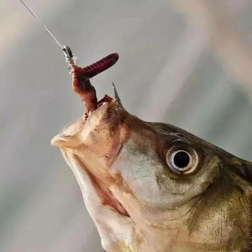 蚯蚓_蚯蚓釣魚必看_蚯蚓萬能餌使用技巧_蚯蚓釣餌特點