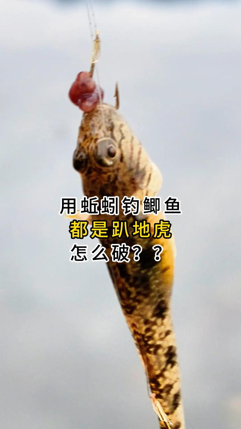 野釣鯽魚粘粉制作教程_蚯蚓釣鯽魚絕密技巧有哪些?_野釣鯽魚蚯蚓餌制作方法