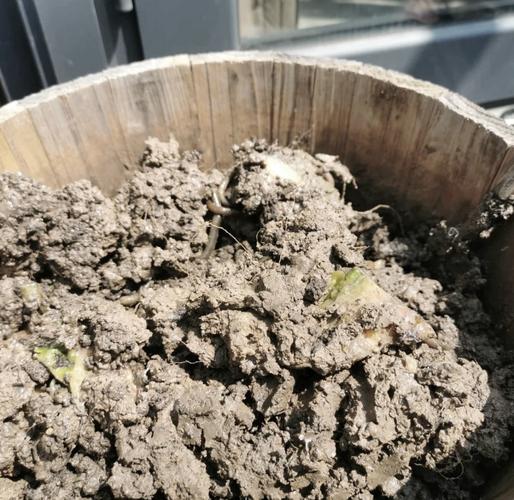 蚯蚓無土簡單養殖法_蚯蚓飼料發酵技術_人工養殖蚯蚓方法介紹