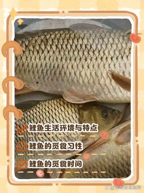 鯉魚形態特征科普_鯉魚繁殖習性介紹_鯉魚的生活習性必看