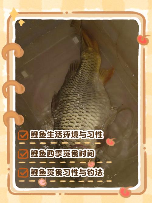 鯉魚的生活習性必看_鯉魚形態特征科普_鯉魚繁殖習性介紹