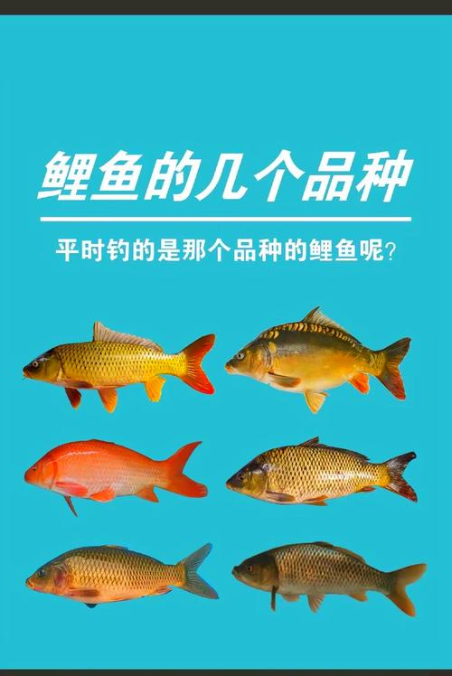 鯉魚_鯉魚釣法必看_釣魚野釣技巧_釣魚餌料選擇