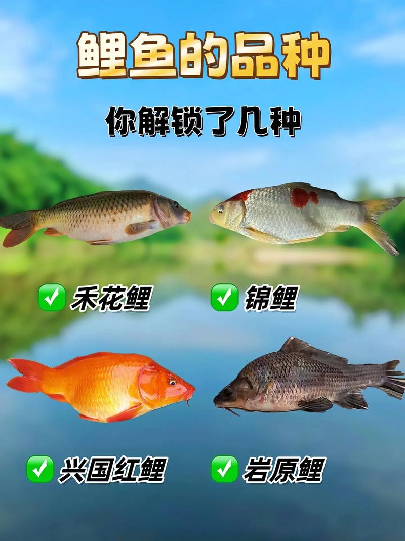 釣魚餌料選擇_釣魚野釣技巧_鯉魚_鯉魚釣法必看