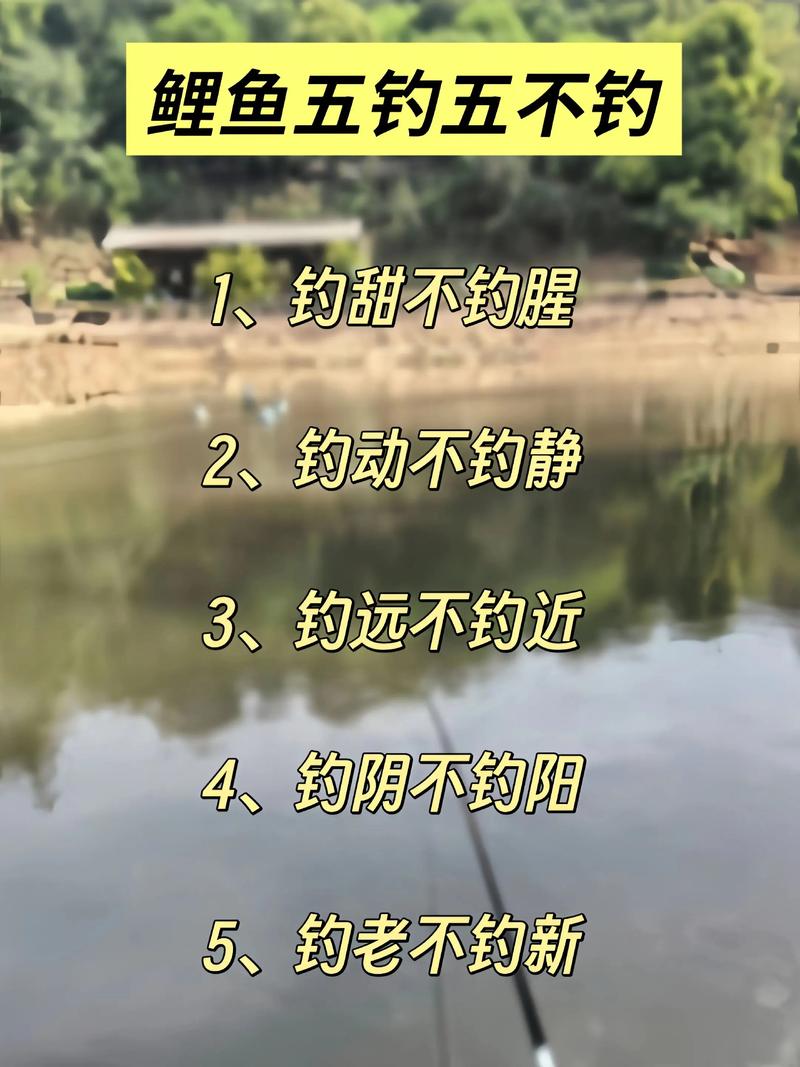 釣鯉魚技巧_鯉魚覓食規律_怎么釣鯉魚