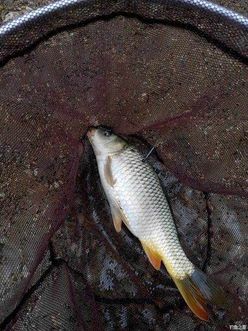 最強大腦藍刀片的學名到底是啥？釣魚之家_最強大腦藍刀片的學名到底是啥？釣魚之家_最強大腦藍刀片的學名到底是啥？釣魚之家