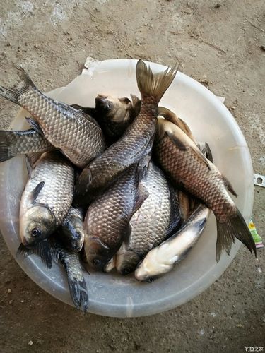 最強大腦藍刀片的學名到底是啥？釣魚之家_最強大腦藍刀片的學名到底是啥？釣魚之家_最強大腦藍刀片的學名到底是啥？釣魚之家