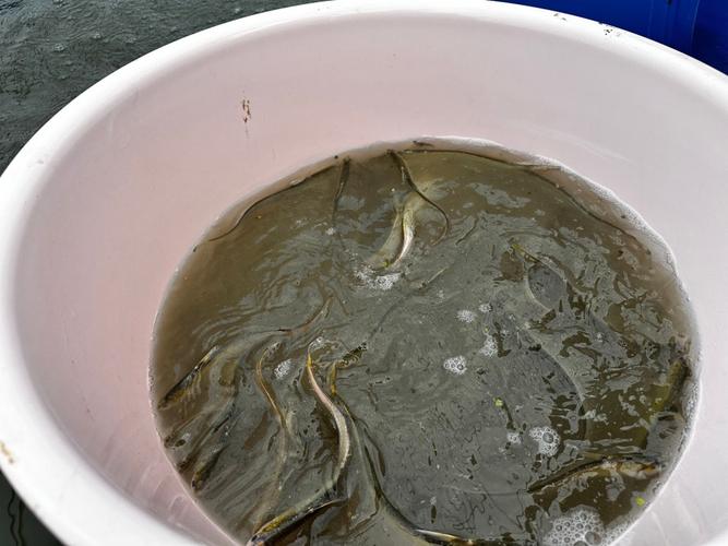 刀魚養殖技術要點_養殖刀魚難度_長江刀魚養殖