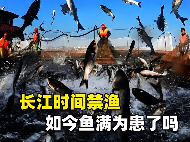 武漢長江三鮮養殖_恒宇信科技養殖專業合作社_長江刀魚養殖