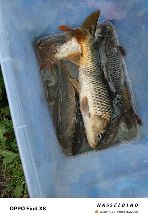 崇明板鯽釣魚攻略_上海崇明野釣的好地方_崇明大河釣魚經驗分享