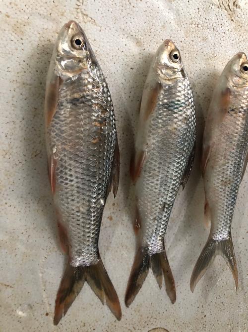 土鯪魚圖片_魚圖片全集_魚圖片好看的