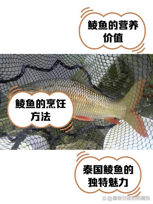 土鯪魚與泰鯪魚的區別_土鯪和紅眼的區別_土鯪魚和泰鯪魚形態體型肉質對比