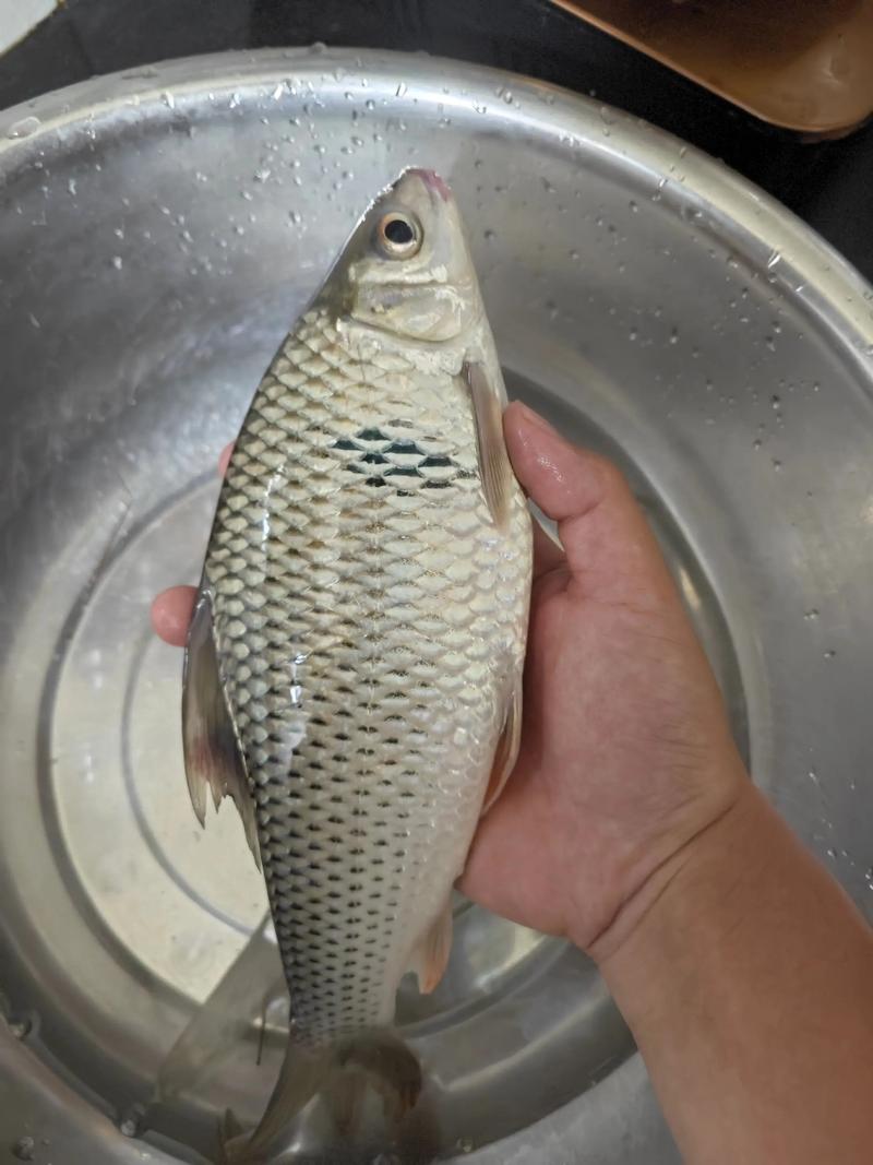 野釣大鯪魚裝備配置_釣大鯪魚經驗分享_鯪魚的習性與釣法-野釣經驗總結