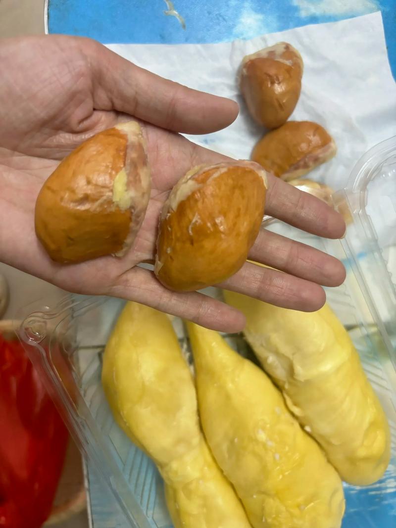 如何種植榴蓮核_榴蓮核種植方法_榴蓮核能吃嗎?