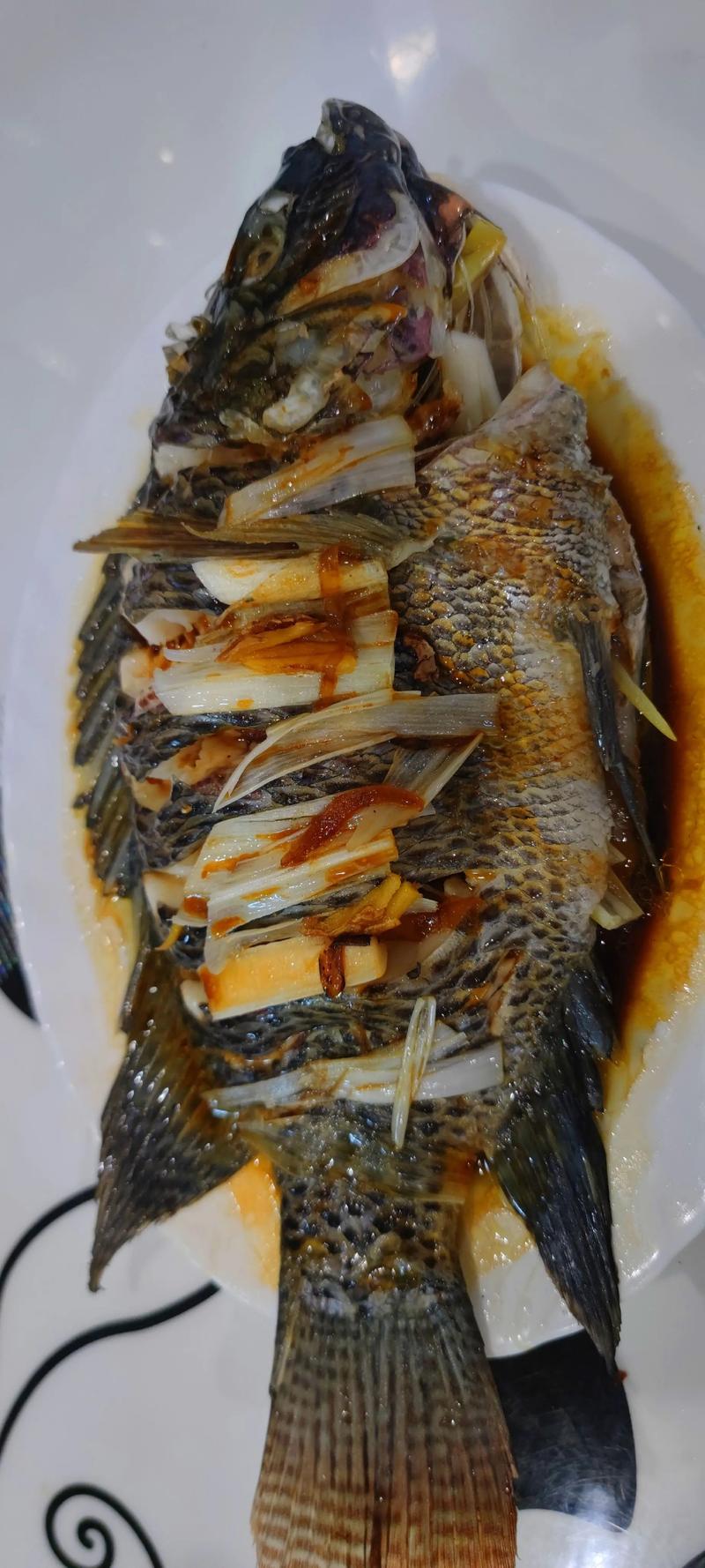 蒸羅非魚的做法_吉利羅非魚和羅非魚的區別_吉利羅非魚產地