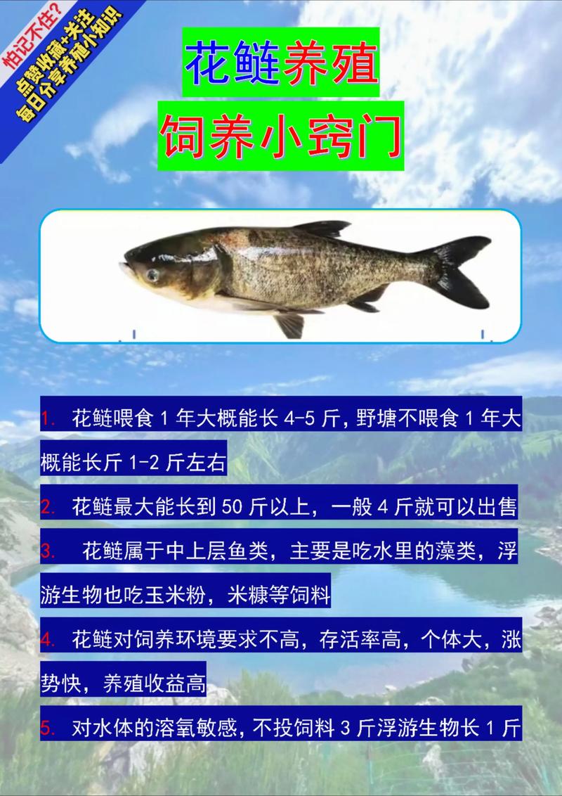 花鰱網箱養殖注意事項_網箱養殖花鰱技術_網箱養魚技術