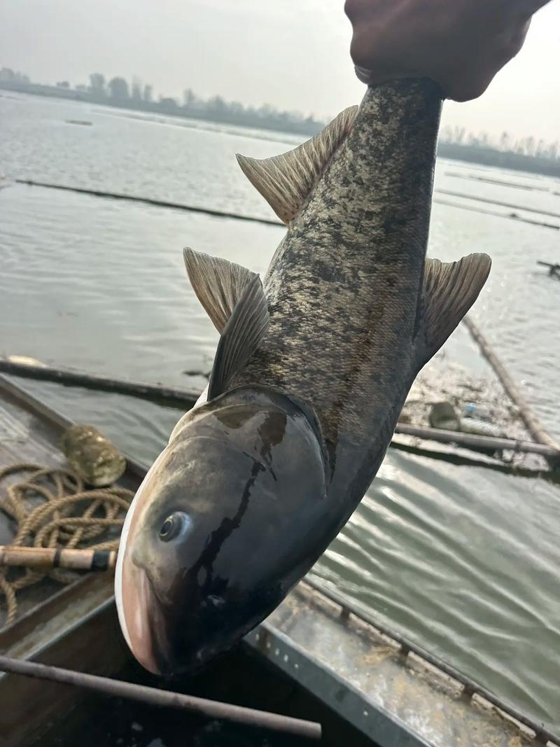 網箱養殖花鰱技術_花鰱網箱養殖注意事項_網箱養魚技術