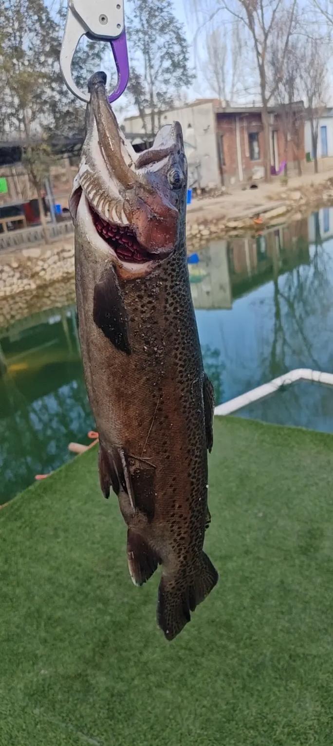 狗魚捕食習性_狗魚分布區域_全面解析狗魚生活習性與路亞狗魚技巧必看