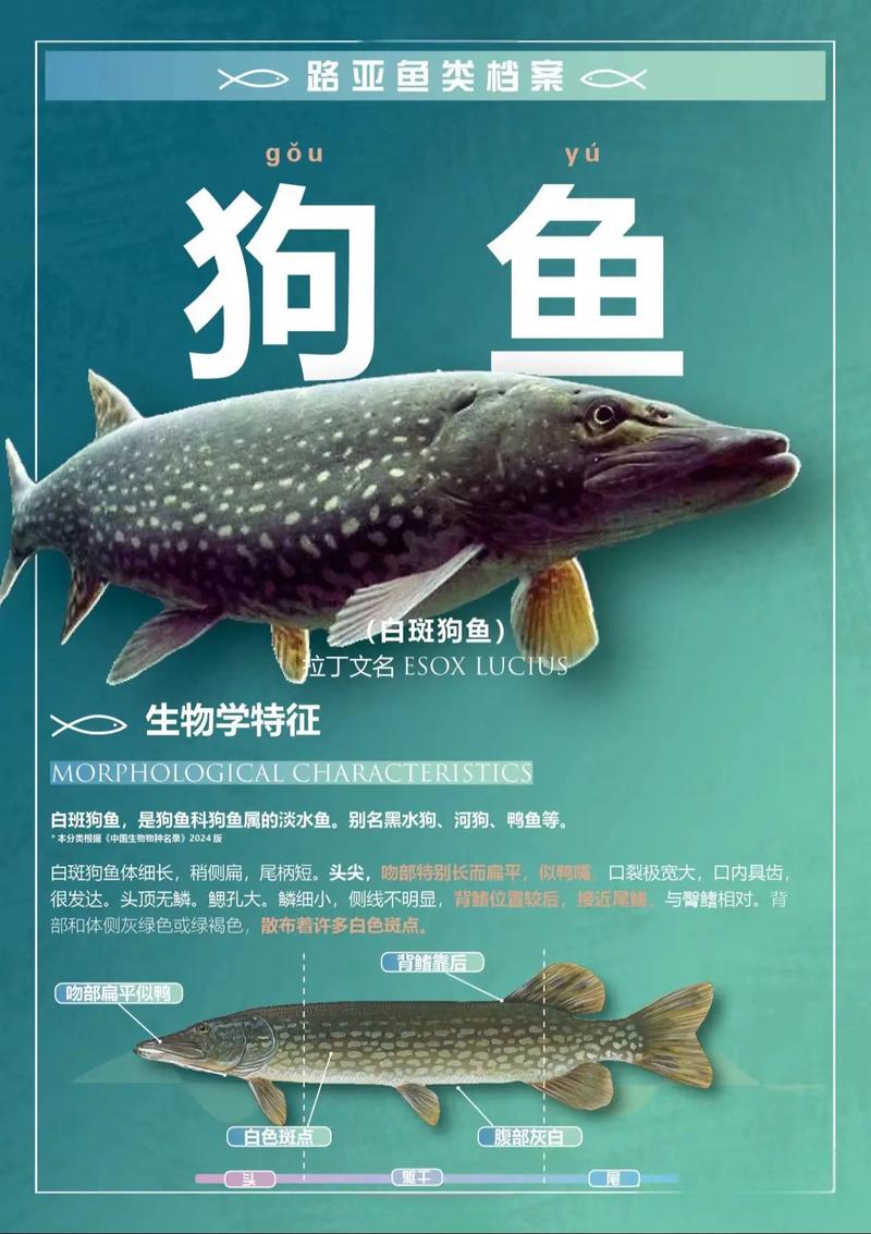 狗魚捕食習性_全面解析狗魚生活習性與路亞狗魚技巧必看_狗魚分布區域