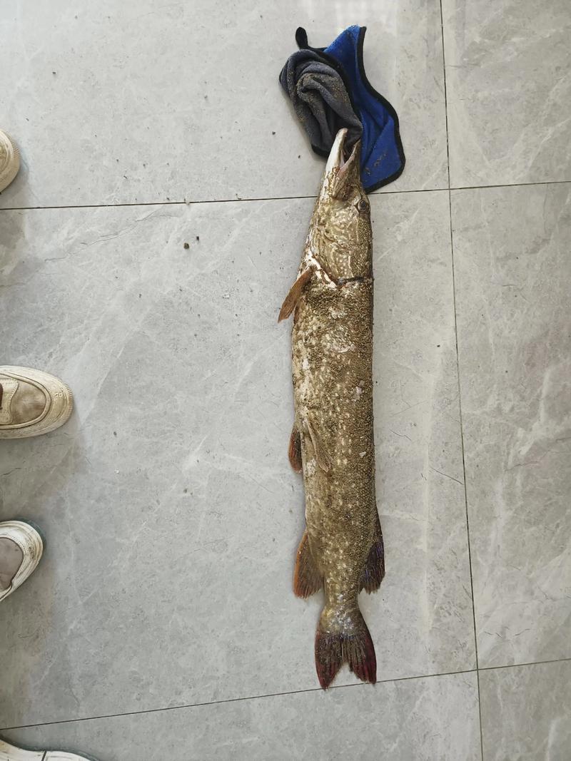 路亞狗魚標點選擇_路亞狗魚生活習性_全面解析狗魚生活習性與路亞狗魚技巧必看