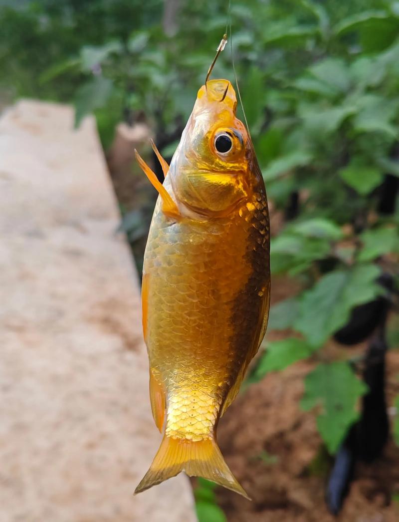 快樂垂釣抖音直播間_快樂垂釣直播_快樂釣魚直播