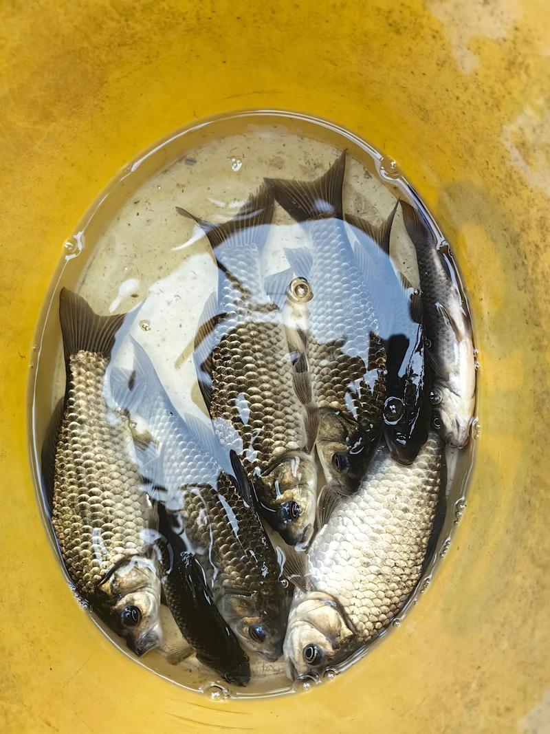 龍江河水質評價_龍江河魚類資源保護_龍江河_龍江河釣魚攻略_龍江河可以釣魚嗎