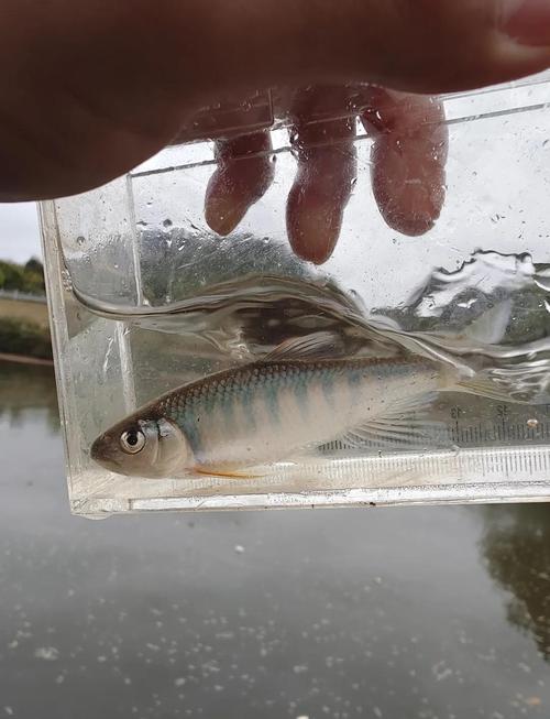 寬鰭鱲_長鰭鱲_寬鰭鱲