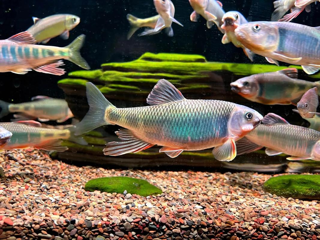 長鰭鱲_寬鰭鱲_寬鰭鱲