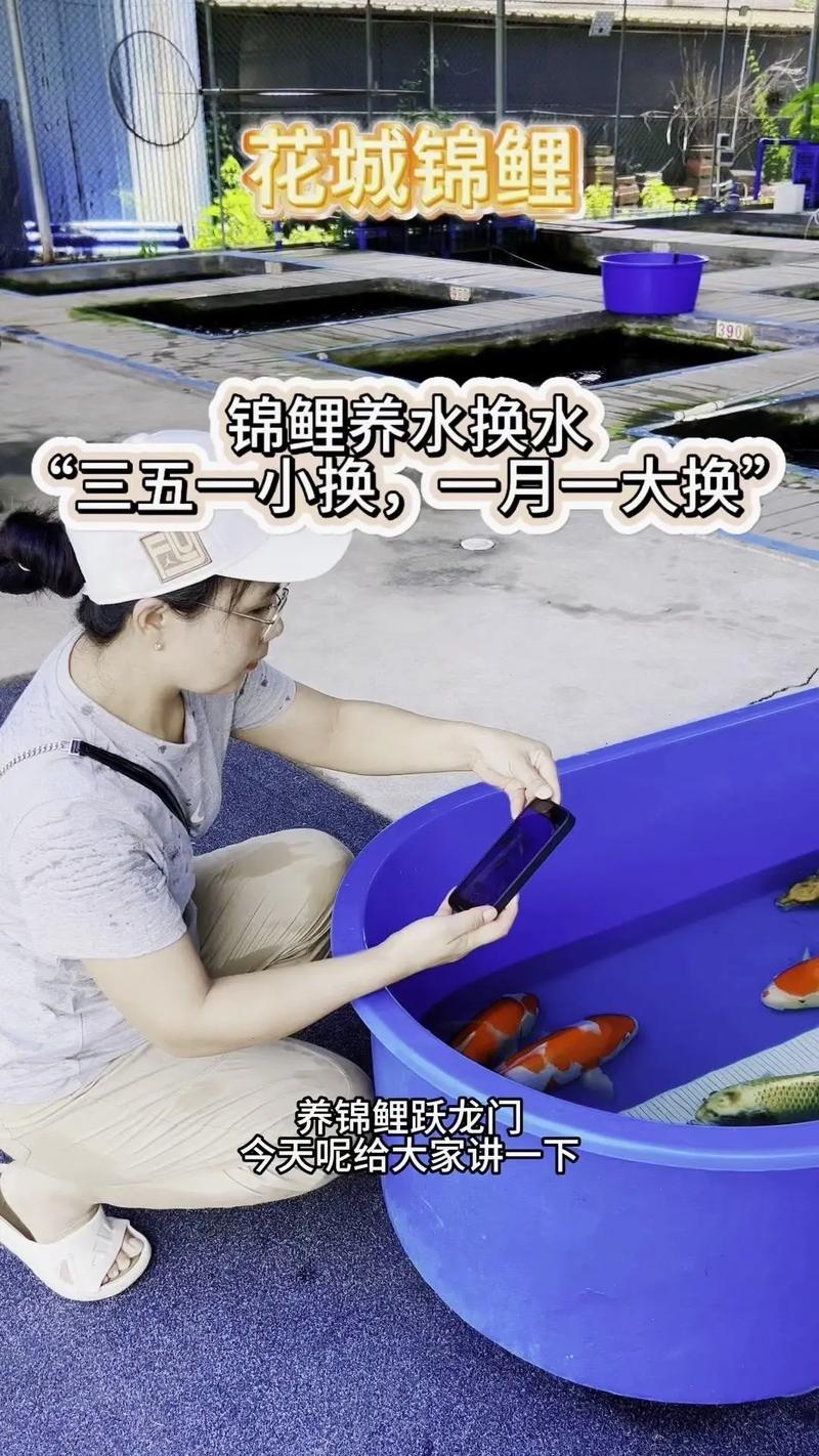 小錦鯉魚飼養技巧_如何把小鯉魚飼養好?_養小錦鯉魚注意事項