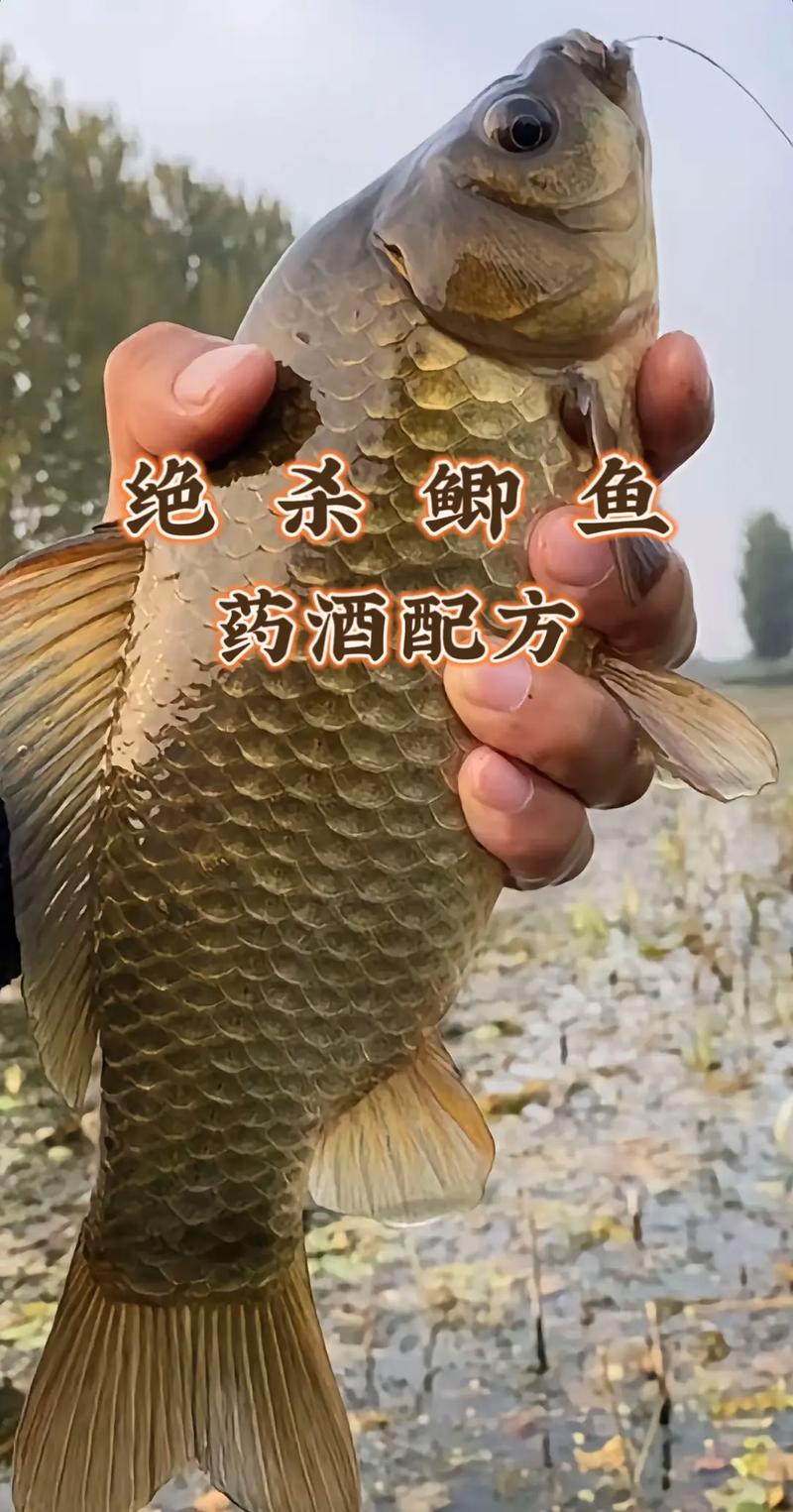釣魚小藥制作方法_中藥酒制作方法_野釣鯽魚鯉魚通殺藥酒配方